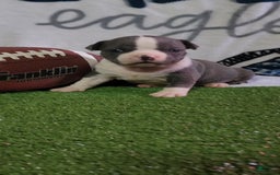 American Bully dogs for sale: Hazel - Image 5