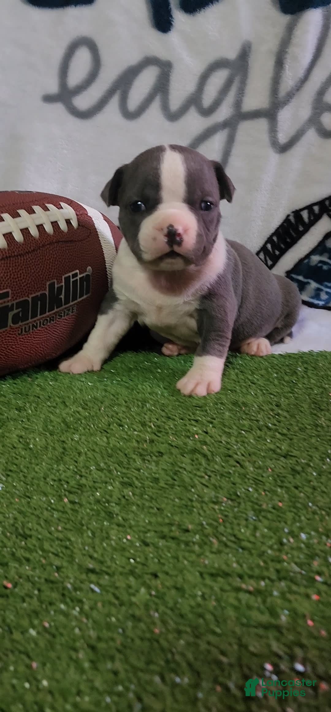 American Bully dogs for sale: Hazel - Image 5