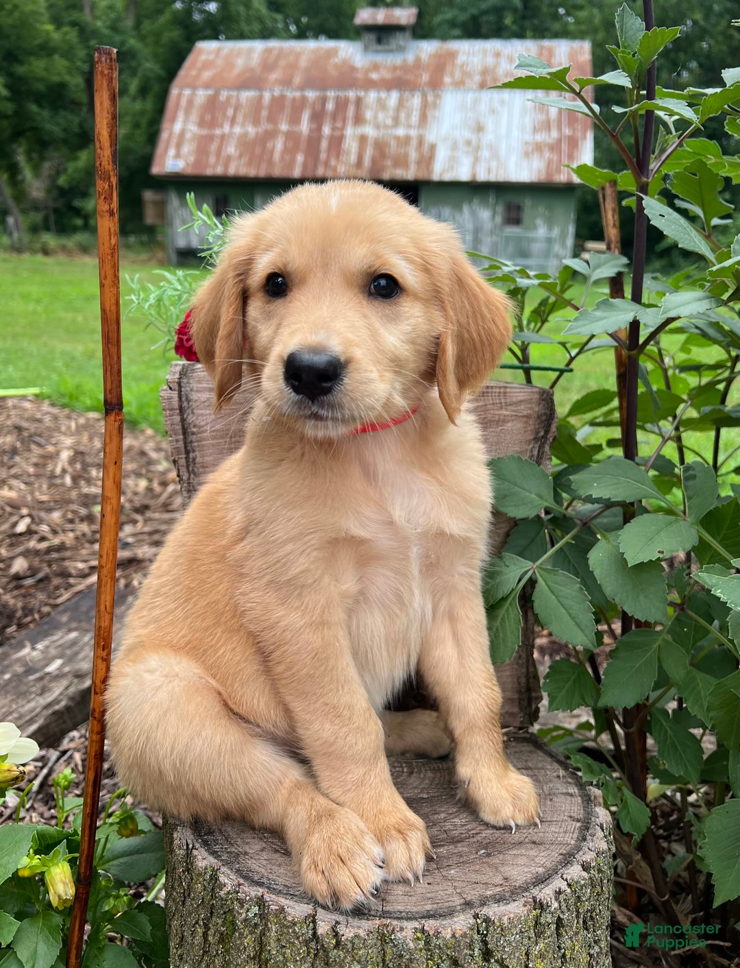 Golden Retriever dogs for sale: Sophie - Image 1