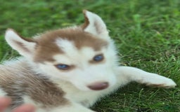 Siberian Husky dogs for sale: Ash - Image 2