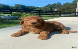 Mini Goldendoodle dogs for sale: Deacon - Image 5
