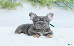 French Bulldog dogs for sale: Madison - Image 3