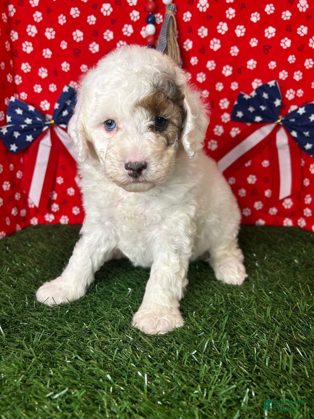 Miniature Poodle dogs for sale: Rowdy - Image 1