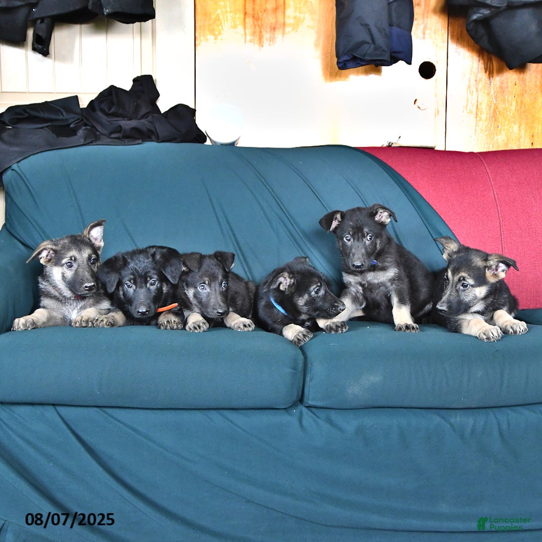 German Shepherd dogs for sale: Delilah - Image 3