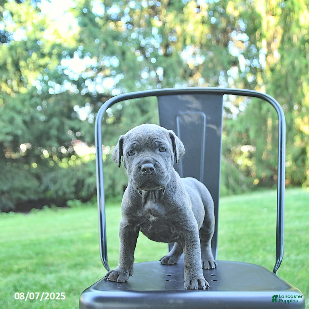 Cane Corso dogs for sale: Batista - Image 3