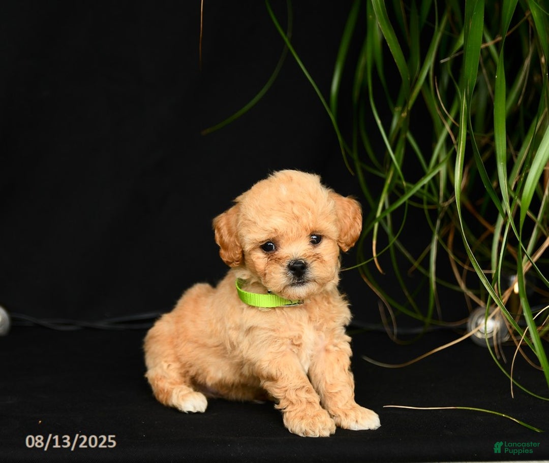 Teddy Bear dogs for sale: Ross - Image 3