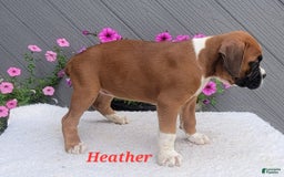 Boxer dogs for sale: Heather - Image 6