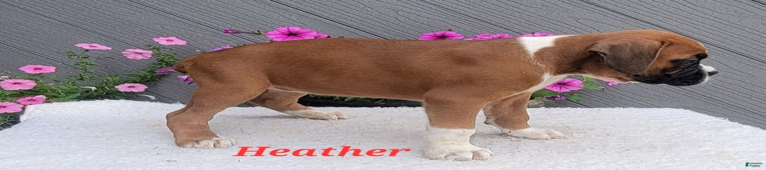 Heather
