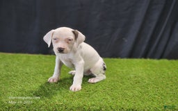Catahoula Leopard Dog dogs for sale: Diamond 2025 F2 - Image 8