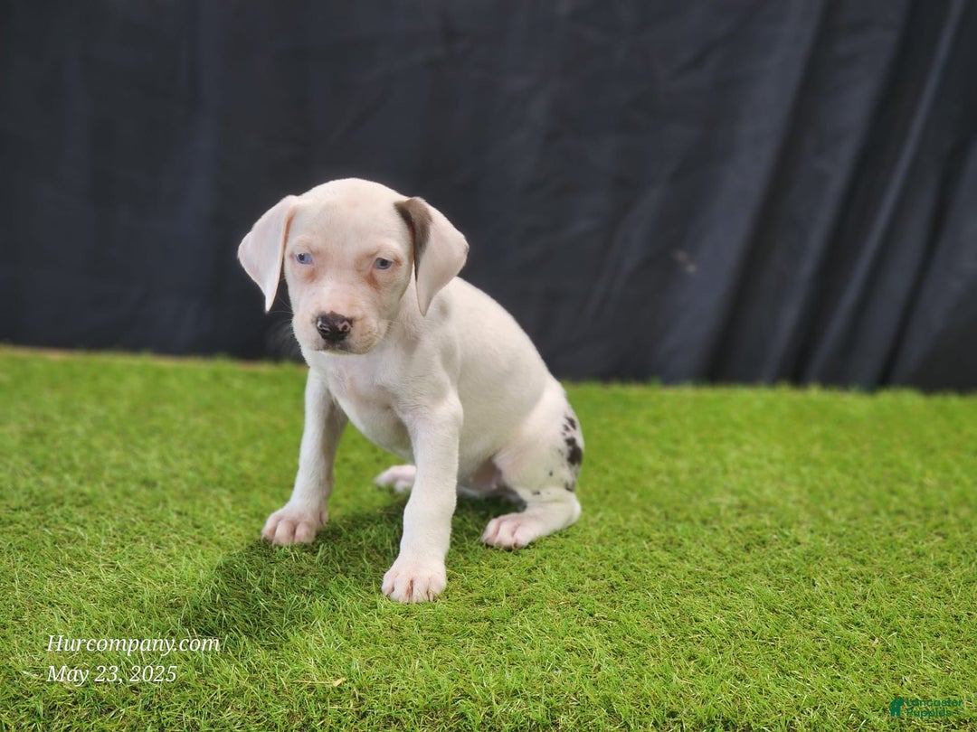 Catahoula Leopard Dog dogs for sale: Diamond 2025 F2 - Image 8