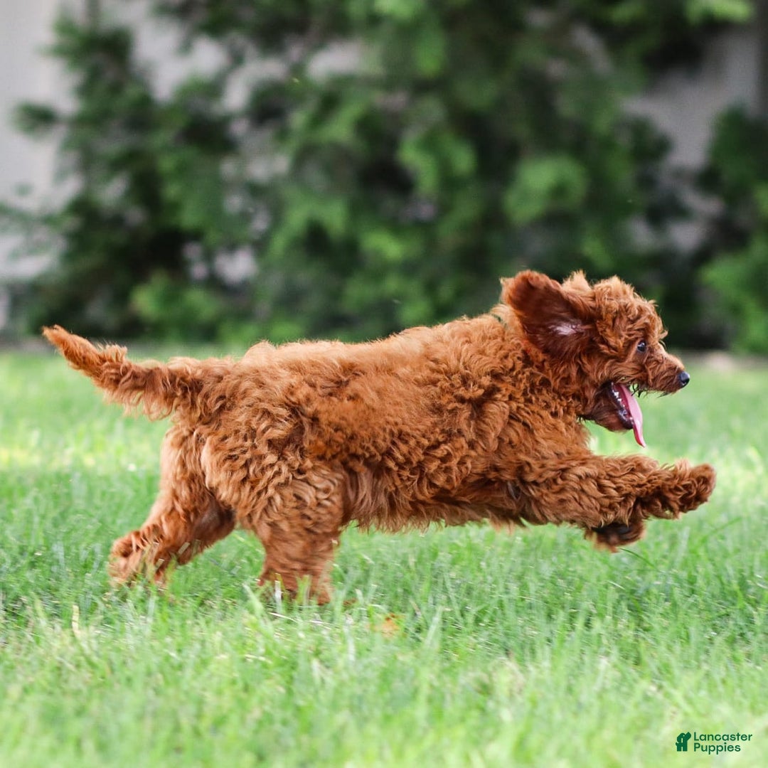 Goldendoodle dogs for sale: Alice - Image 2