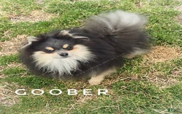 Pomeranian dogs for sale: Wish Bear - Image 13