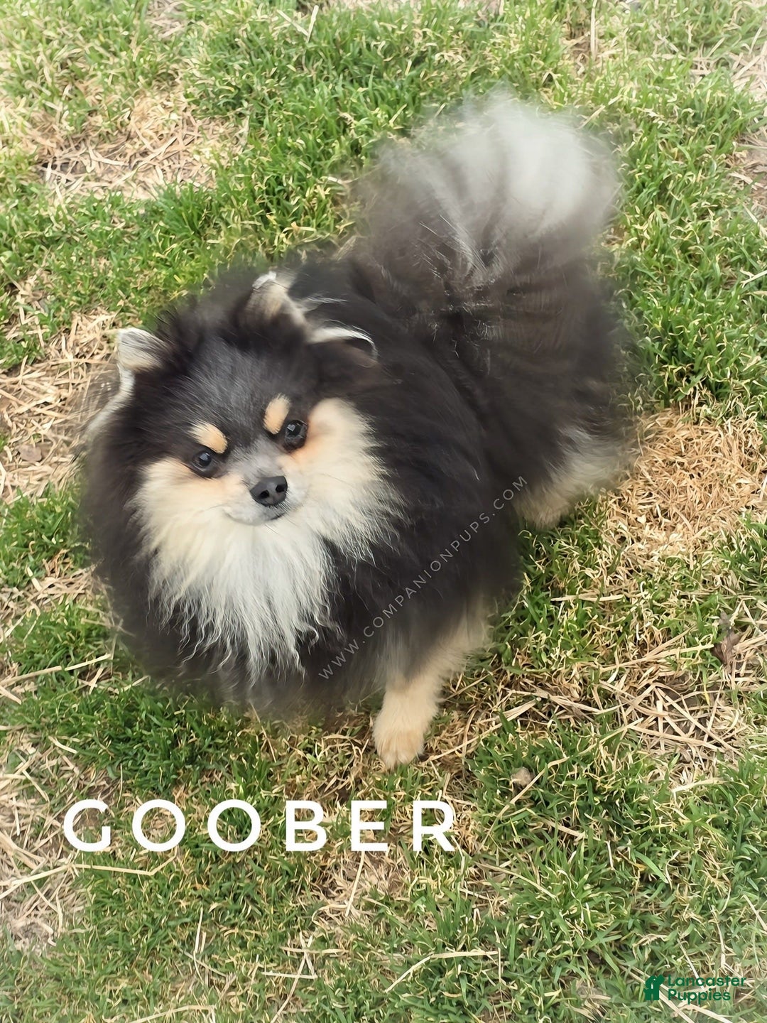 Pomeranian dogs for sale: Wish Bear - Image 13