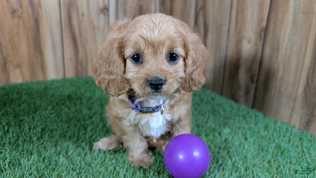 Cavapoo dogs for sale: Fiona Girl 2 - Image 2