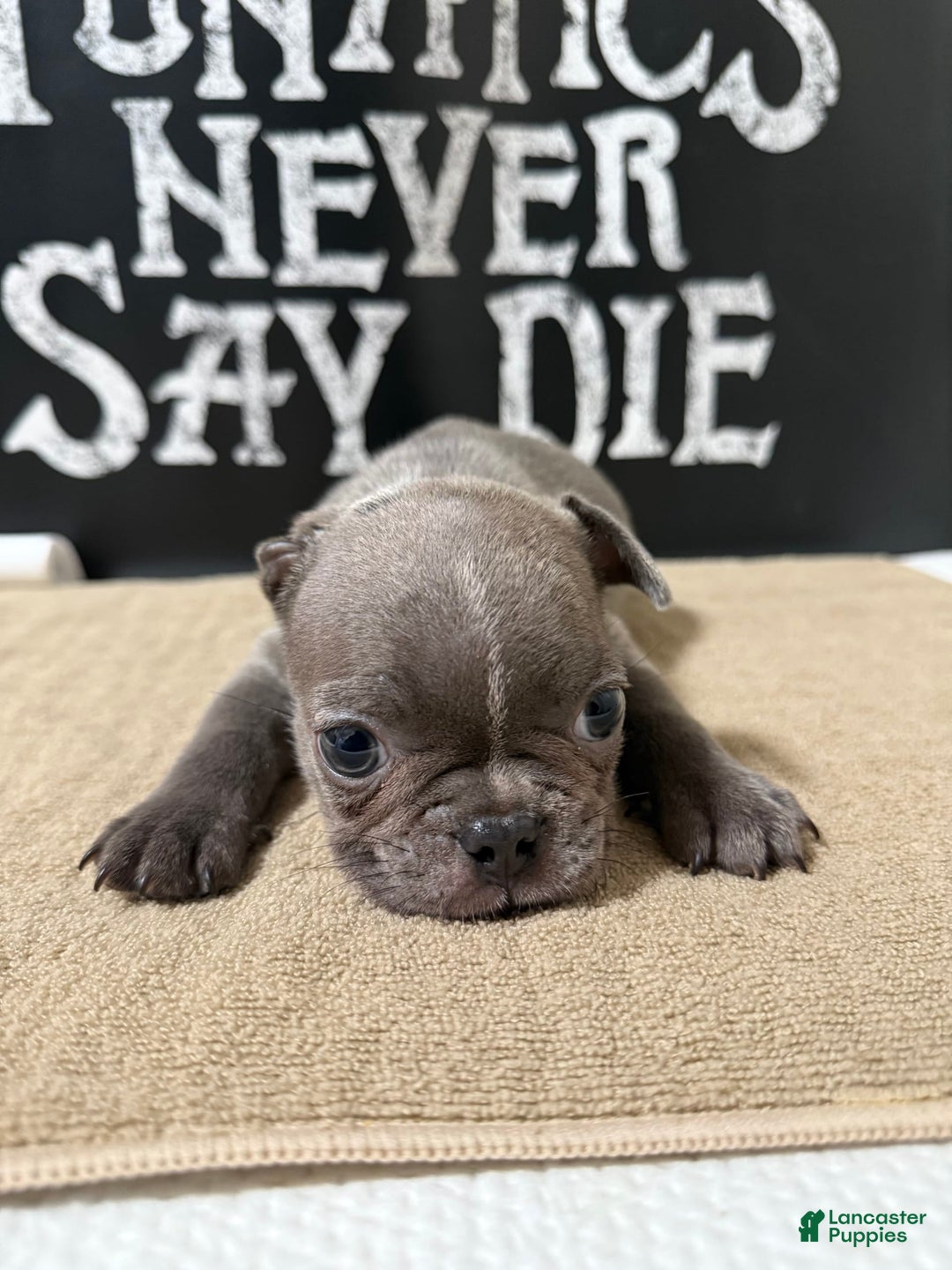 French Bulldog dogs for sale: Lucky - Image 2