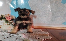 Miniature Schnauzer dogs for sale: Cody - Image 7