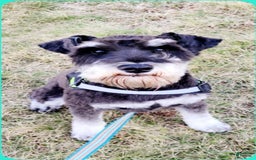 Miniature Schnauzer dogs for sale: Piper - Image 11
