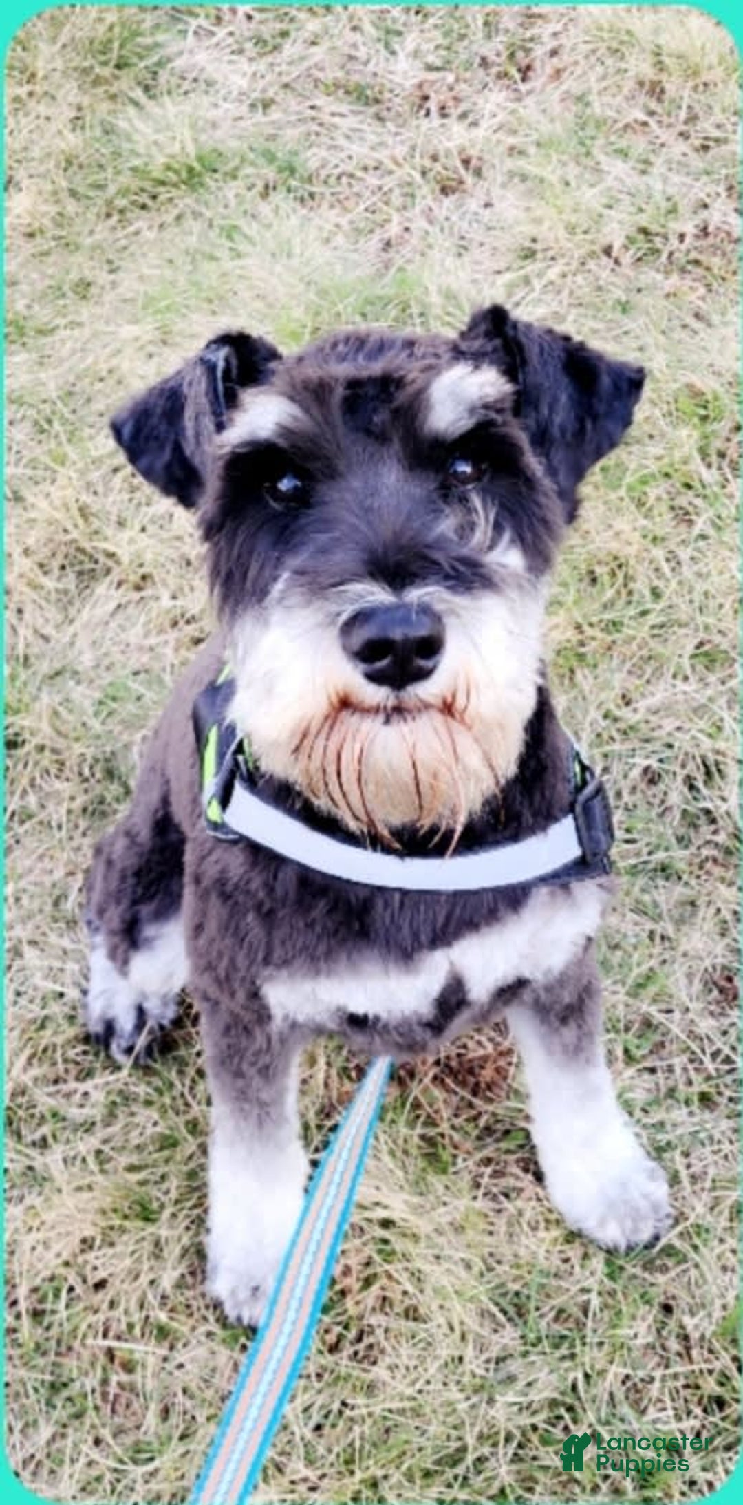 Miniature Schnauzer dogs for sale: Piper - Image 11