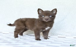 Pomsky dogs for sale: Buddy - Image 5