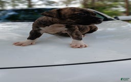 American Pit Bull Terrier dogs for sale: Guage - Image 21