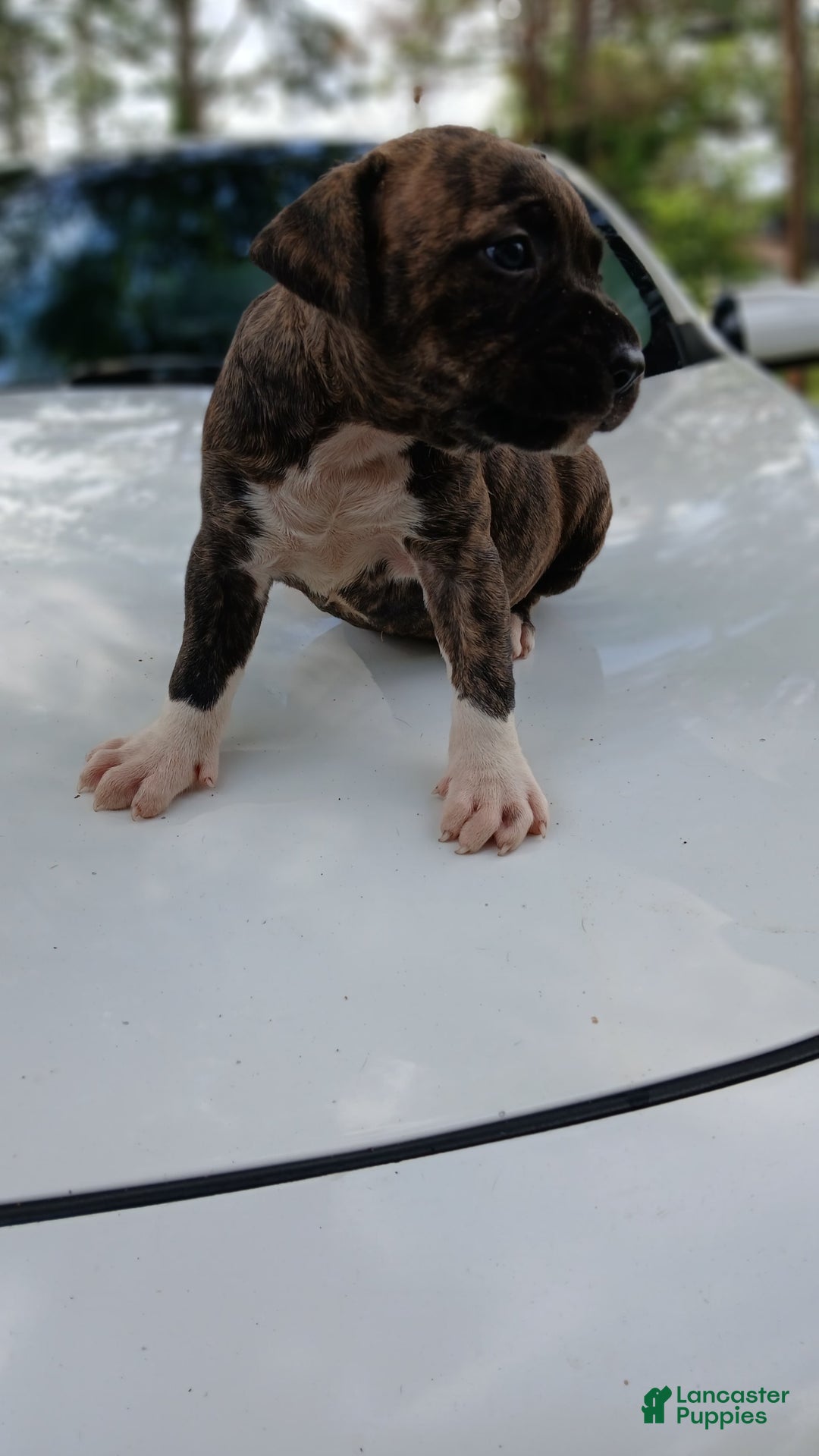 American Pit Bull Terrier dogs for sale: Guage - Image 21