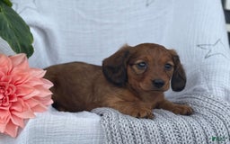Miniature Dachshund dogs for sale: Max - Image 13