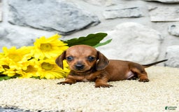 Miniature Dachshund dogs for sale: Ziggy - Image 3