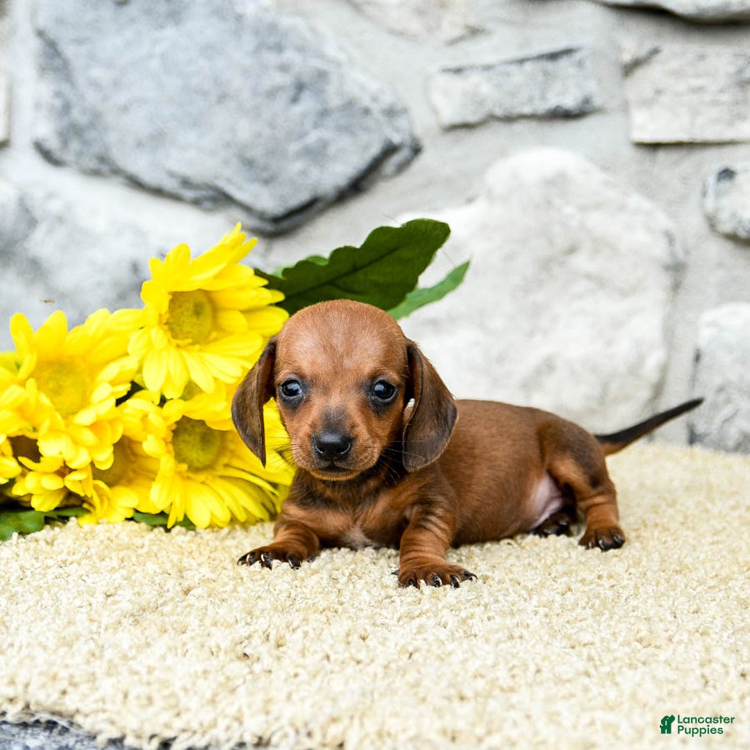 Miniature Dachshund dogs for sale: Ziggy - Image 3