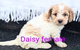 Mini Goldendoodle dogs for sale: Daisy - Image 6