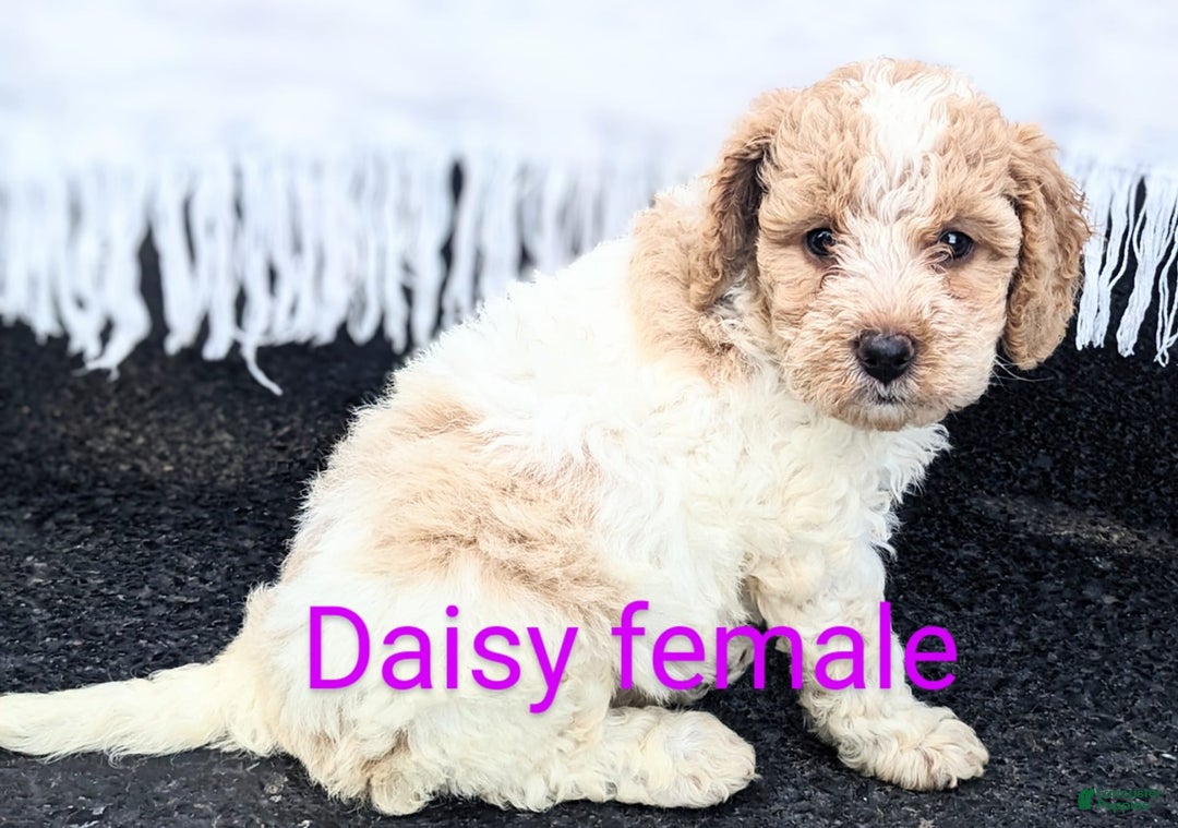 Mini Goldendoodle dogs for sale: Daisy - Image 6