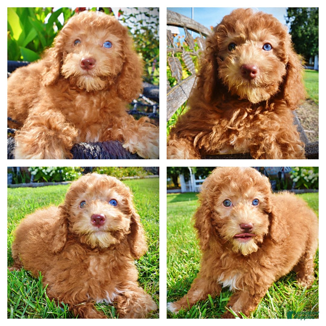 Havapoo dogs for sale: Ginger - Image 10