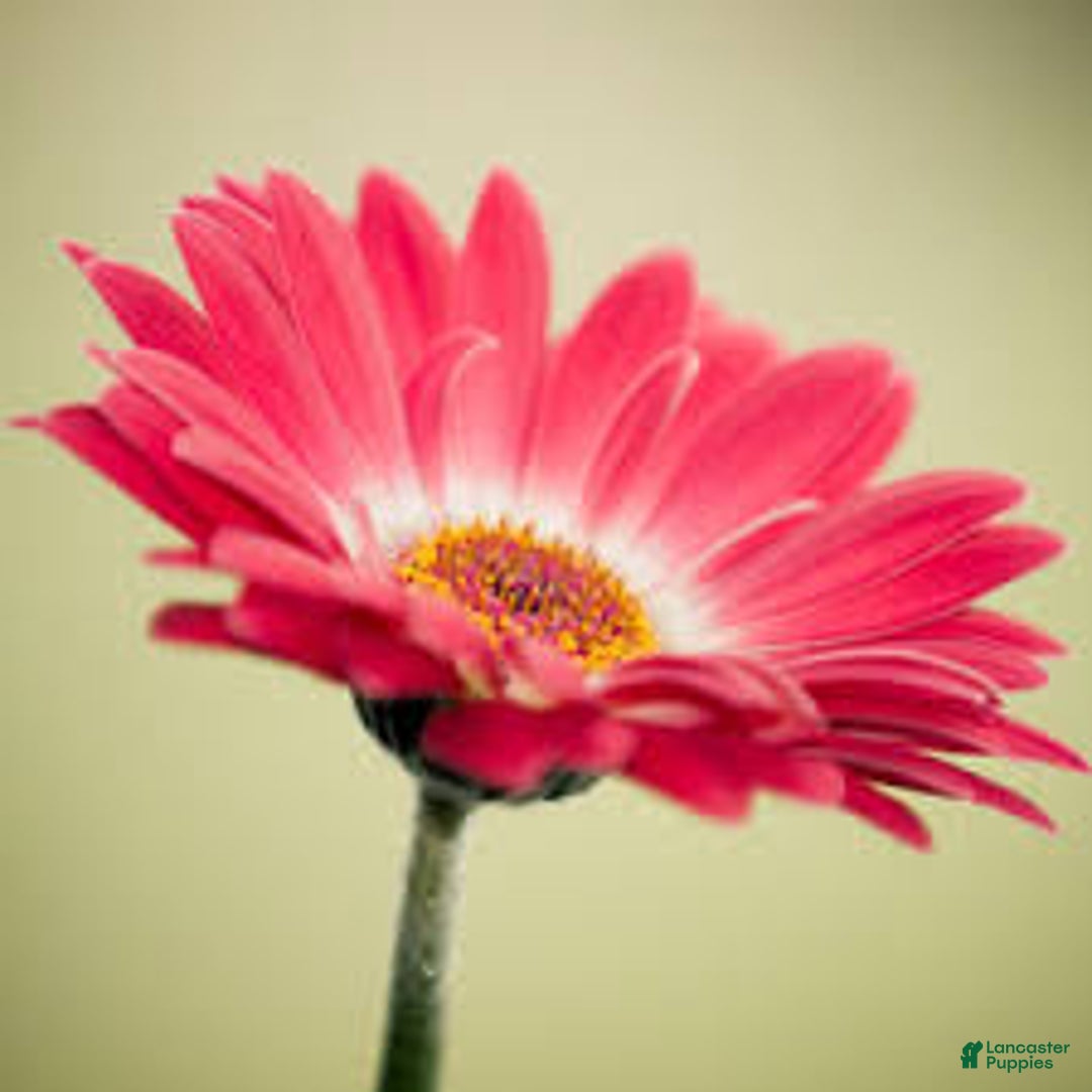 common:galleryImageAlt