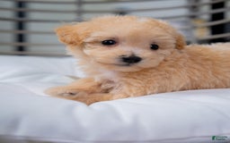 Maltipoo dogs for sale: Vander - Image 3