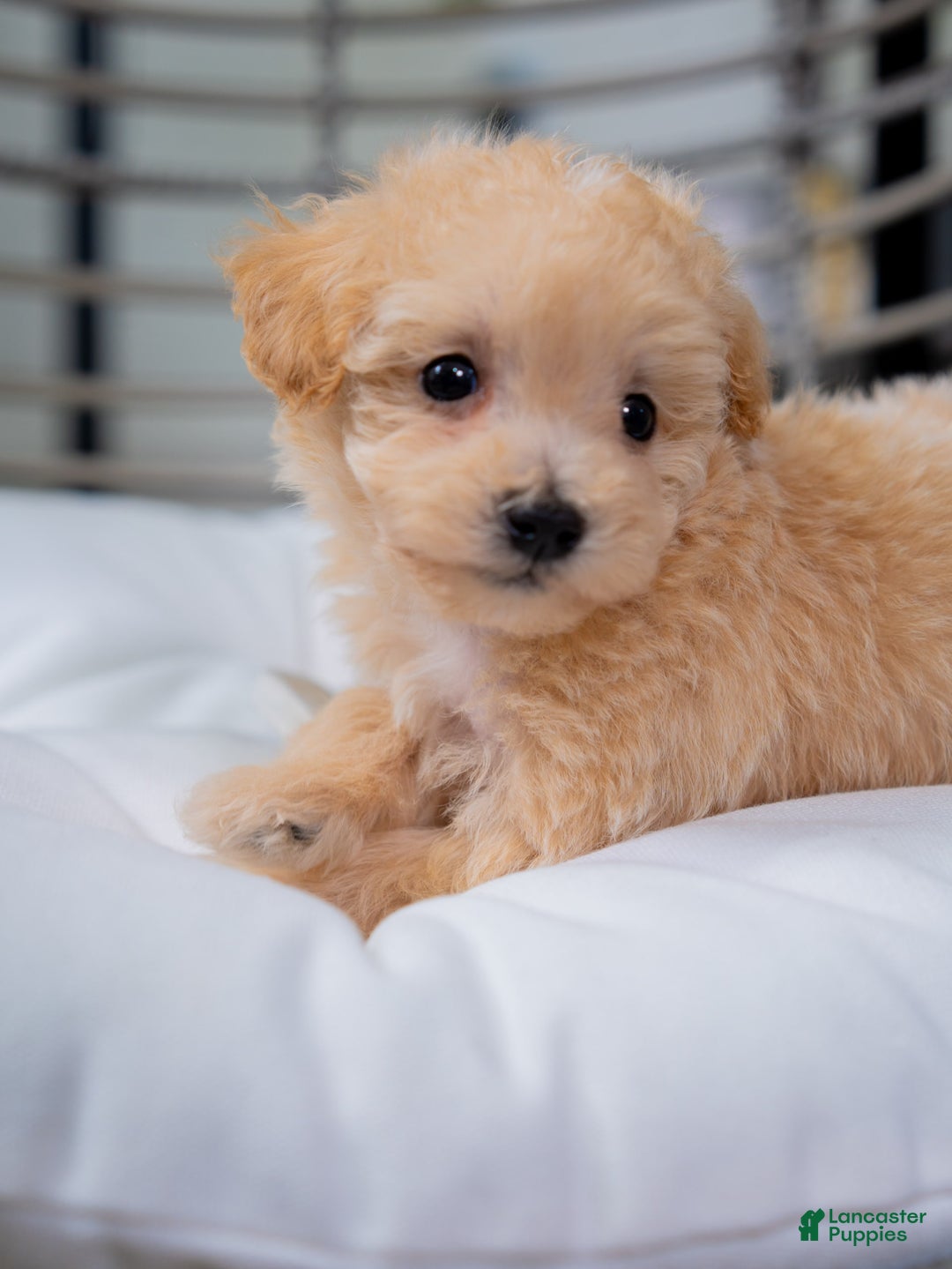 Maltipoo dogs for sale: Vander - Image 3