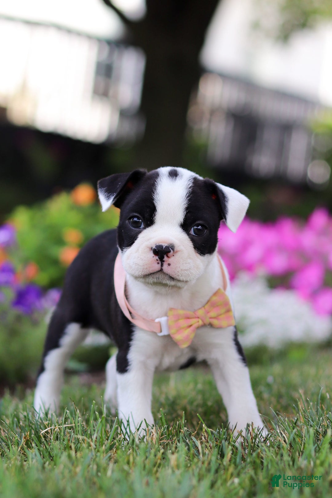 Boston Terrier dogs for sale: Sheila - Image 2
