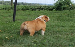 English Bulldog dogs for sale: Wiggles - Image 13