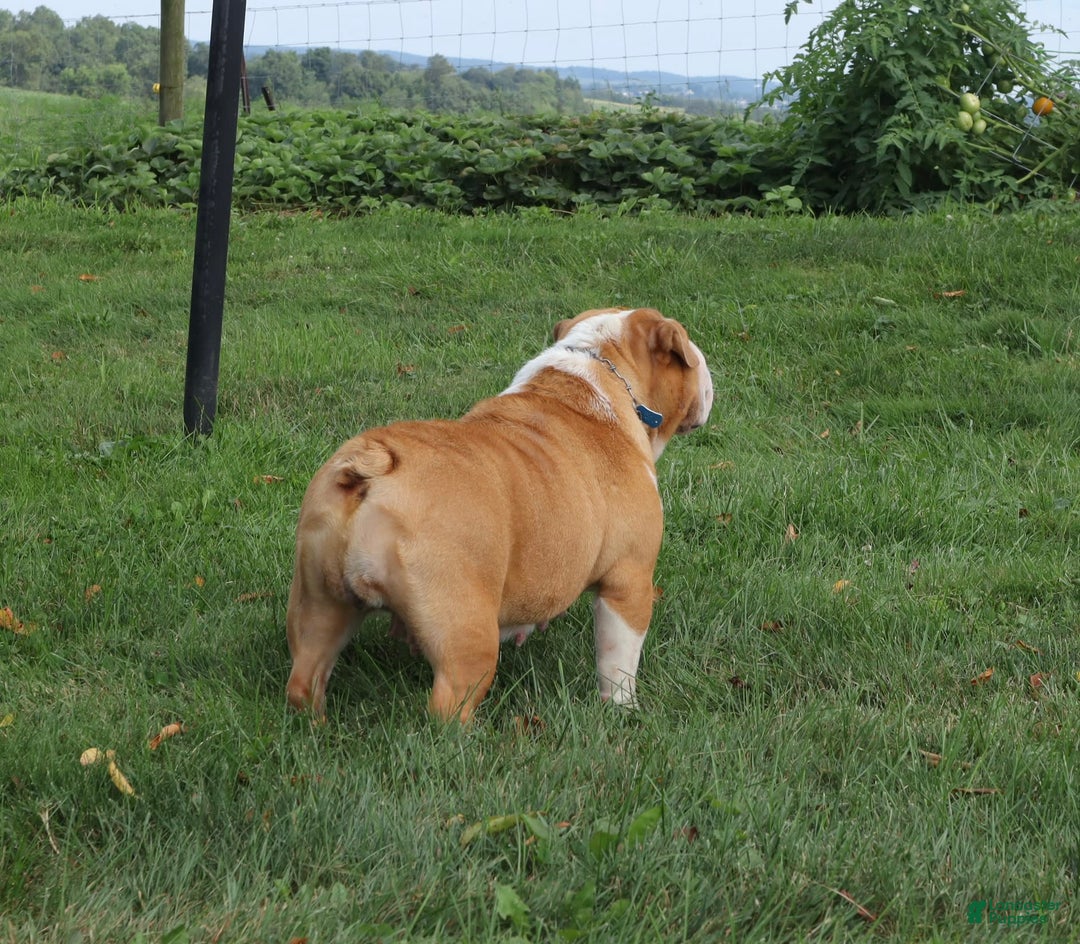 English Bulldog dogs for sale: Wiggles - Image 13