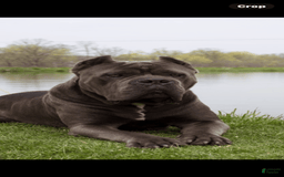 Cane Corso dogs for sale: Chief - Image 3