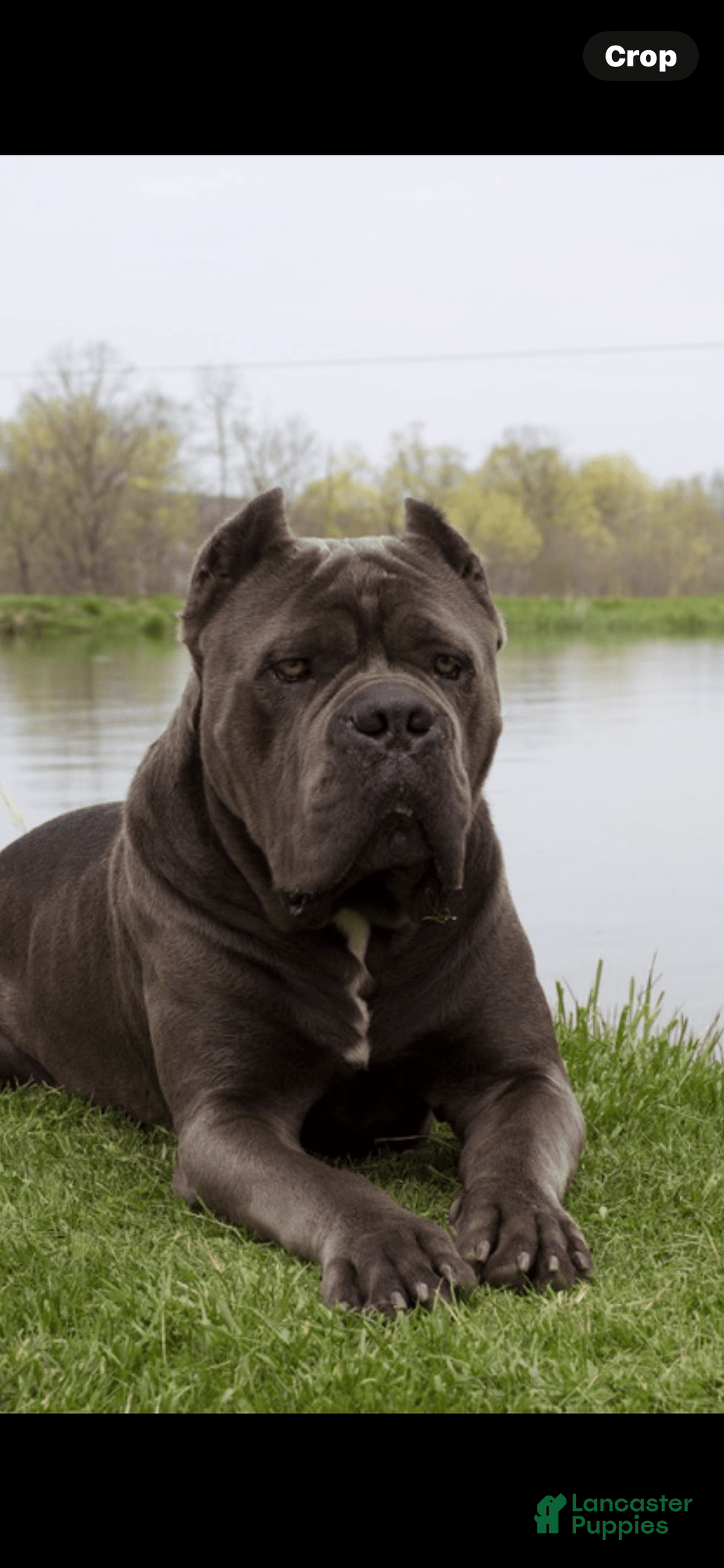 Cane Corso dogs for sale: Chief - Image 3
