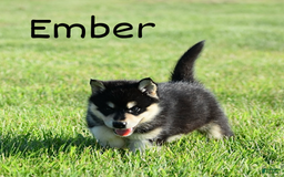 Alaskan Malamute dogs for sale: Ember - Image 1