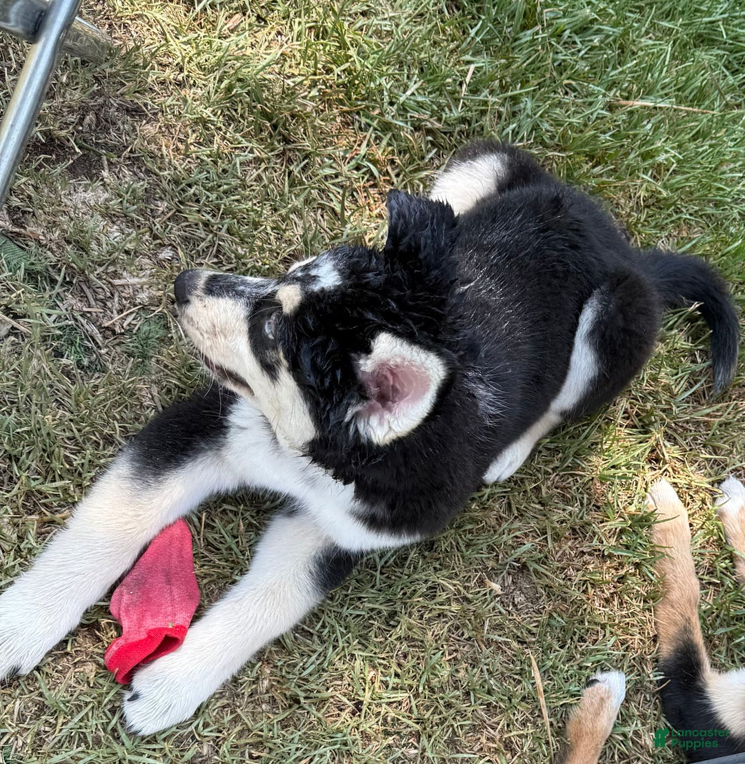 Siberian Husky dogs for sale: Siberian Husky 3 puppies - Image 11
