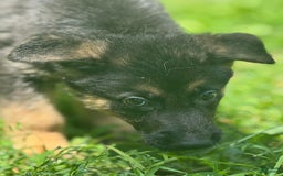 German Shepherd dogs for sale: Luna - Image 4