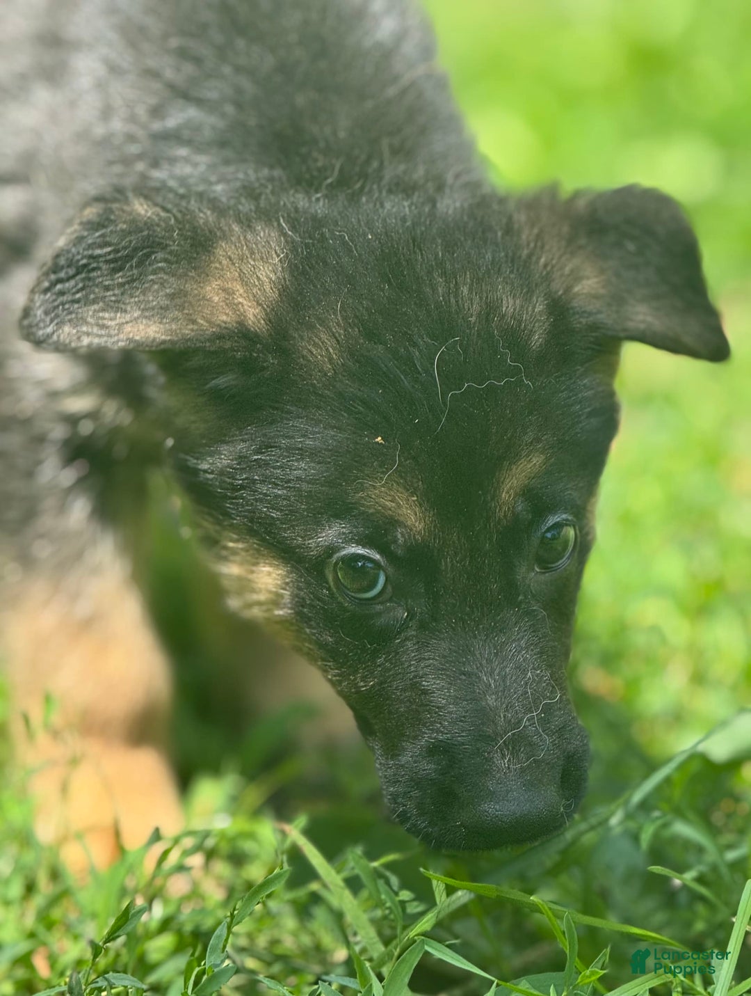 German Shepherd dogs for sale: Luna - Image 4