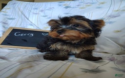 Yorkshire Terrier dogs for sale: Gerri - Image 11