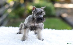 Miniature Schnauzer dogs for sale: Baxter - Image 14
