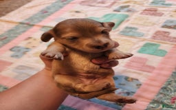 Miniature Dachshund dogs for sale: Chip - Image 1