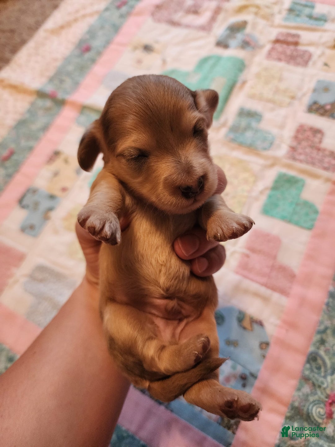 Miniature Dachshund dogs for sale: Chip - Image 1