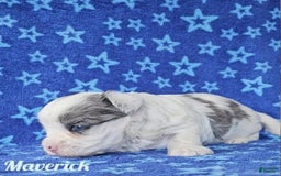 Yorkshire Terrier dogs for sale: Maverick - Image 9