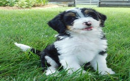 Mini Bernedoodle dogs for sale: Kallie - Image 3