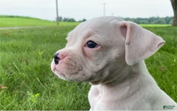 Boxer dogs for sale: Cash - Image 7
